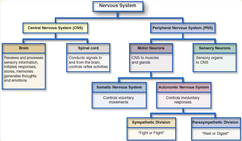 Organization of human nervous system